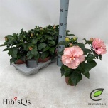 Hibiscus rosa-sinensis other 13cm