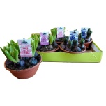 Hyacinthus Hüatsint mix arran mix 19cm