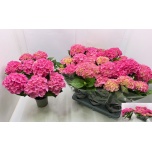 Hydrangea Hortensia macr other 13cm