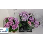 Hydrangea Hortensia macr other 13cm