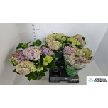Hydrangea Hortensia macr other 14cm