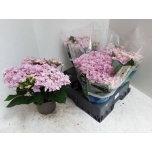 Hydrangea macrophylla other 15cm