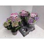 Hydrangea Hortensia macr other 15cm