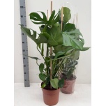 Monstera deliciosa 21cm