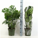 Monstera deliciosa 21cm