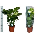 Monstera deliciosa 21cm