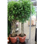 Ficus benjamina special forms 45cm punutud tüvel