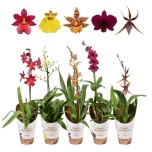 Orchids other 12cm