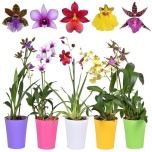 Orchids other 14cm