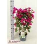 Bougainvillea Sand 21cm