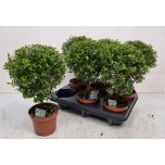 Myrtus communis 12cm