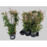 Jasminum polyanthum 17cm