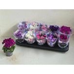 Saintpaulia Varjukannike inova rococo mix 9cm