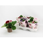 Sinningia mix 12cm