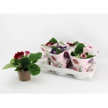 Sinningia mix 12cm