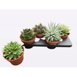 Succulenten other 17cm