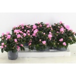 Rhododendron Asalea simsii rose vogel 13cm