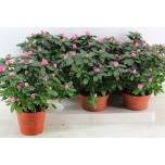 Rhododendron Asalea simsii rose vogel 14cm