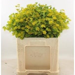 Bupleurum Jänesekõrv 55cm
