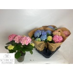Hydrangea Hortensia macr mix 13cm