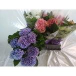 Hydrangea Hortensia macr mix 14cm