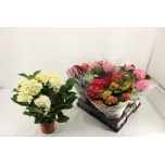 Hydrangea Hortensia macr mix 14cm