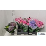Hydrangea Hortensia macr mix 14cm