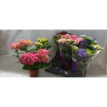 Hydrangea Hortensia macr mix 14cm