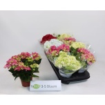 Hydrangea Hortensia macr mix 10,5cm