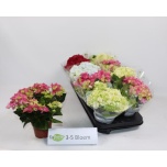 Hydrangea macrophylla mixed 10,5cm