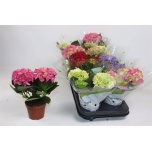 Hydrangea Hortensia macr mix 10,5cm
