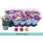 Chrysanthemum indi Krüsanteem mix per pot 12cm
