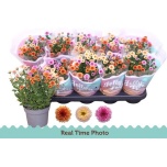Chrysanthemum Krüsanteem indi mix per pot 12cm