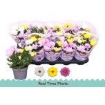 Chrysanthemum Krüsanteem indi mix per pot 12cm