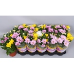 Chrysanthemum indicum grp mix per pot 12cm