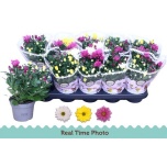 Chrysanthemum Krüsanteem indi mix per pot 12cm