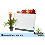 Guzmania Gusmaania mix 13cm