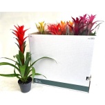 Guzmania mix 13cm
