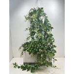 Hedera He Mein Herz 24cm