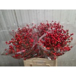 Ilex VE Rode 65cm