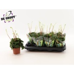 Peperomia Peperoomia caperata lilian 12cm