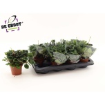 Peperomia Peperoomia caperata lilian 12cm