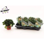 Peperomia Peperoomia caperata lilian 12cm