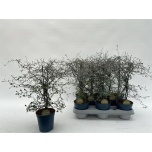 Corokia cotoneaster 12cm