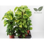 Epipremnum Nõelköis pinn mosstok 19cm