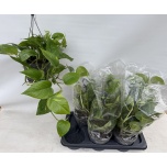 Epipremnum pinn hang 17cm