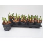 Narcissus Nartsiss 12cm