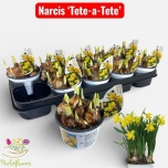 Narcissus Nartsiss 12cm