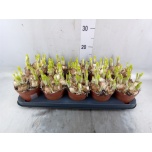 Narcissus Nartsiss 12cm