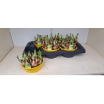 Narcissus Nartsiss 16cm